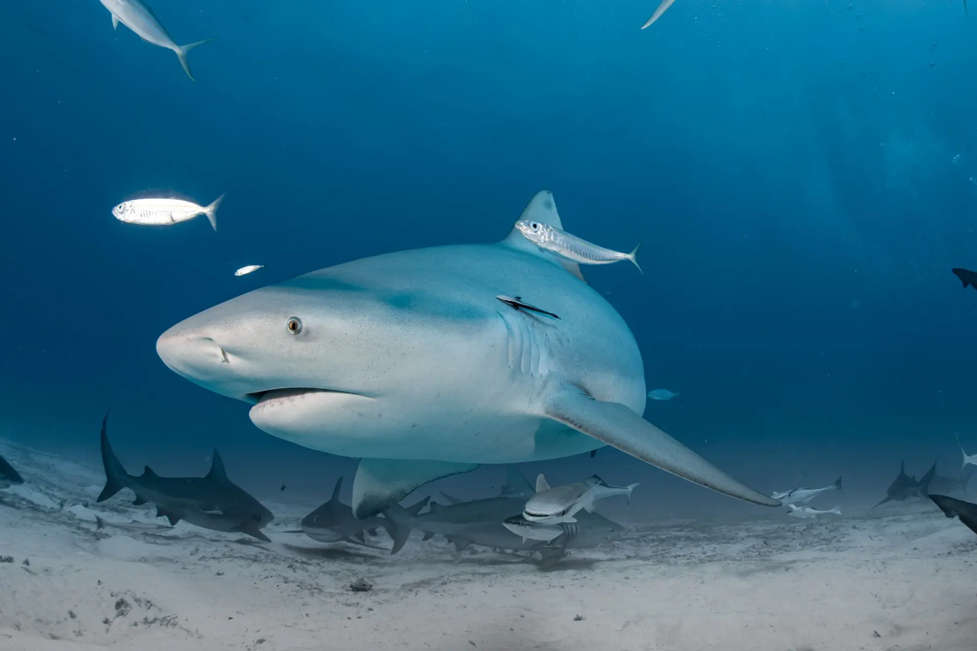 Bull shark encounter in Playa del Carmen