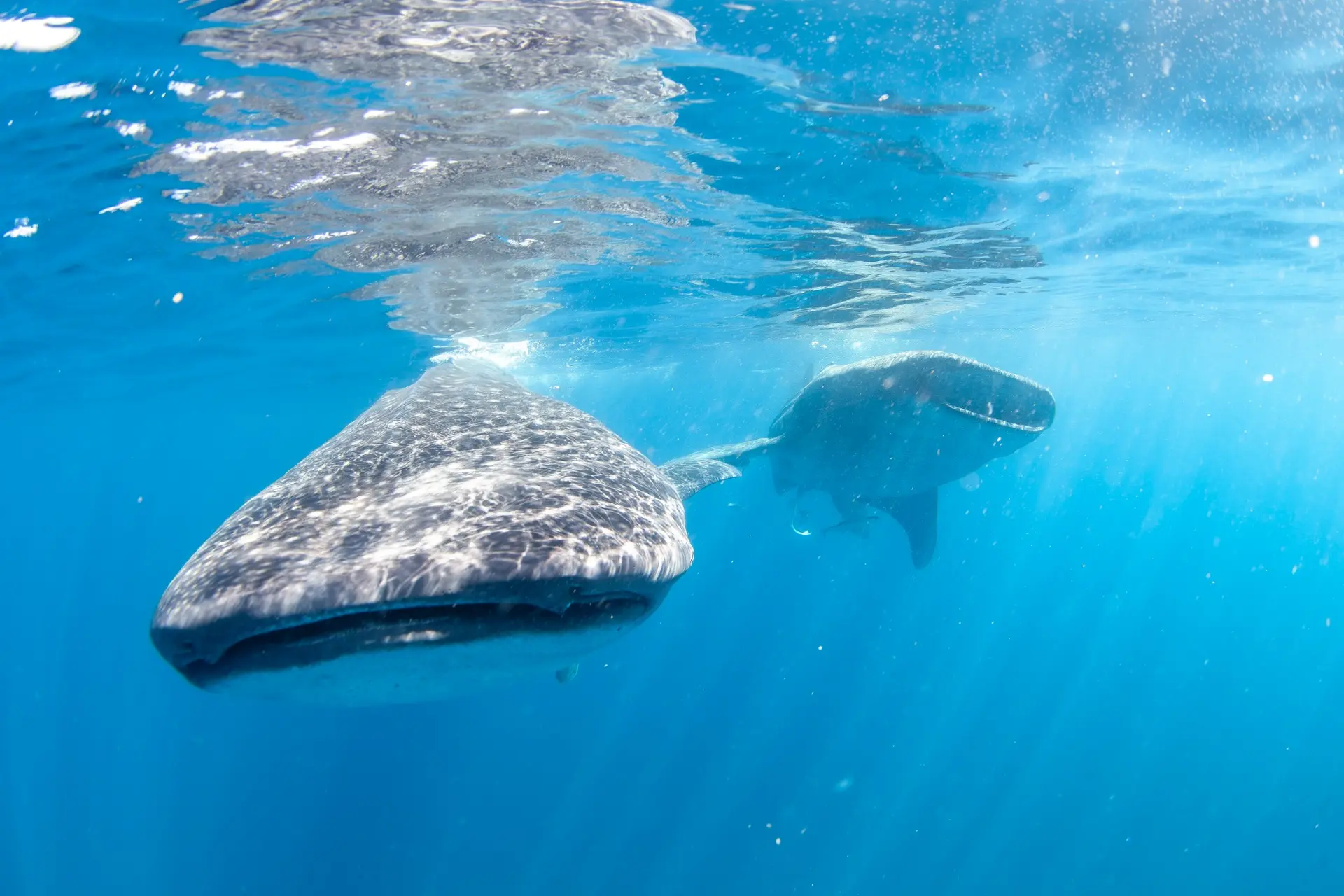 Whale sharks swimming near the surface